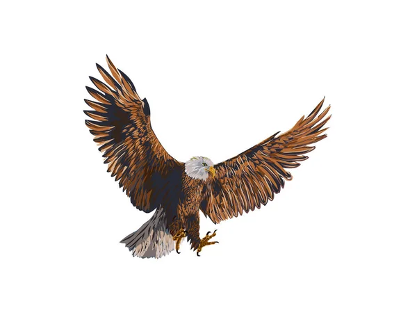 Águila Voladora Varios Colores Plantilla Logotipo Cetrería Cazador Halcones — Archivo Imágenes Vectoriales