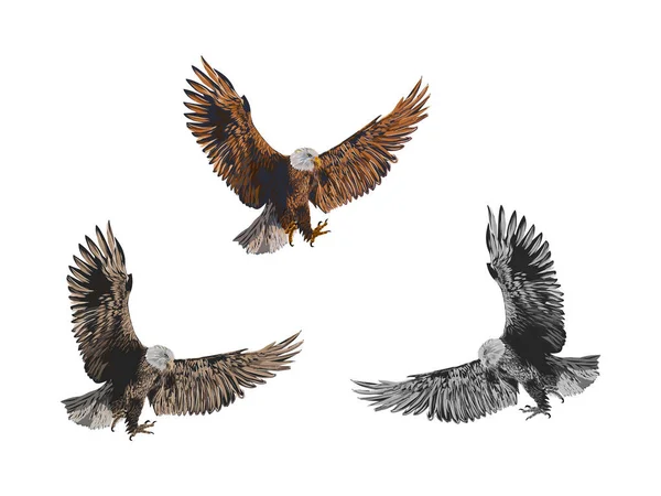Águila Voladora Varios Colores Plantilla Logotipo Cetrería Cazador Halcones — Archivo Imágenes Vectoriales