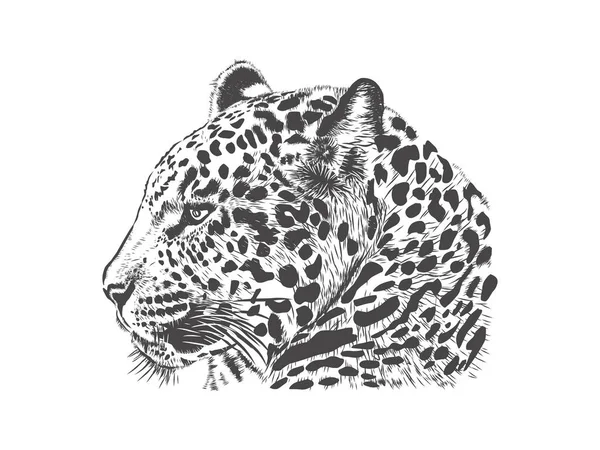 Jaguar Huvud Vektor Hand Ritning Isolerad Vit — Stock vektor