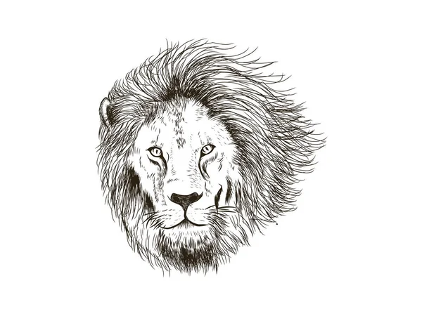 Нарисованный Вручную Вектор Головы Льва — стоковый вектор
