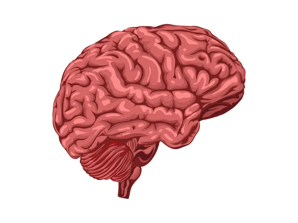 Cerebro Humano Cerebro Humano Realista Aislado Sobre Fondo Blanco Vector — Vector de stock