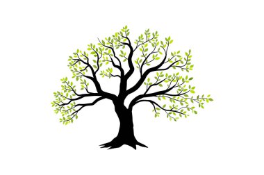 oak tree vector illustrations isolated on white clipart