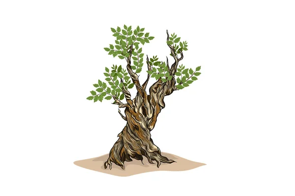 Starożytny Wektor Drzewa Najstarsze Ilustracje Drzew — Wektor stockowy