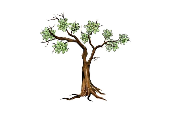 Älteste Baum Vektordarstellung Isoliert Auf Weiß — Stockvektor