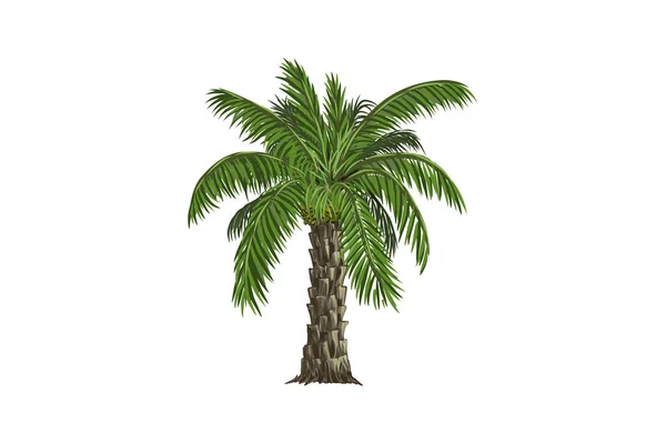 Date Palm Tree Vector Illustration Isolated White — Stock Vector