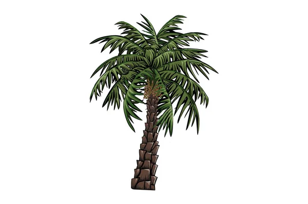 Datum Palmboom Vector Hand Getekend Palm Geïsoleerd Wit — Stockvector