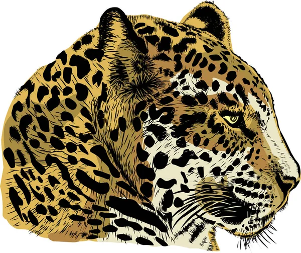 Vild Leopard Vektor Illustration — Stock vektor