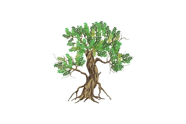Tangan Vektor Pohon Mangrove Digambar - Stok Vektor