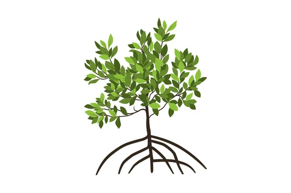 Mangroveboom Vectorillustratie — Stockvector