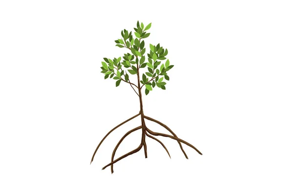 Mangrove Träd Vektor Illustration — Stock vektor