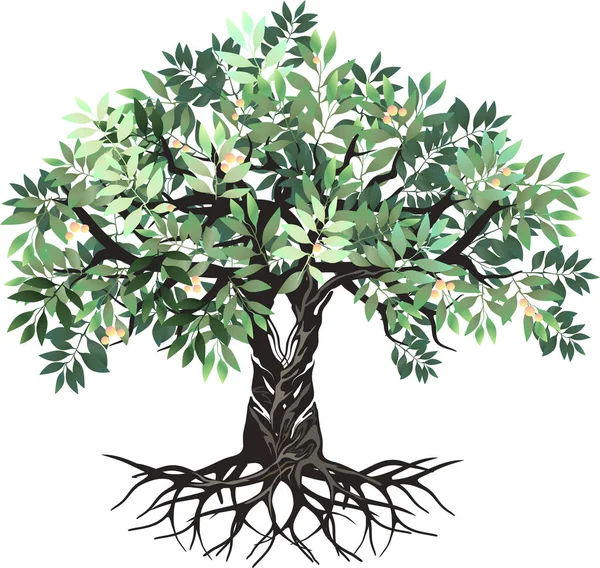 美しい木のイラストデジタルハンドドローイングスタイルのオリーブの木 — ストックベクタ