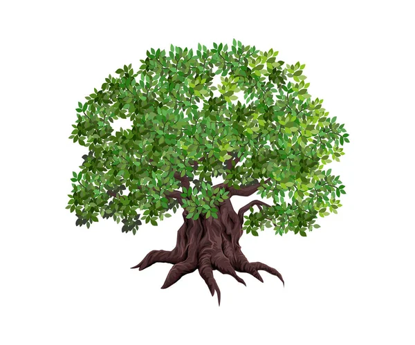 Olivträd Logotyp Vektor Isolerad Livets Träd Symbol — Stock vektor