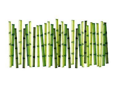 Bambu sırıklardan oluşan gruplar beyaz üzerine izole edilmiş.