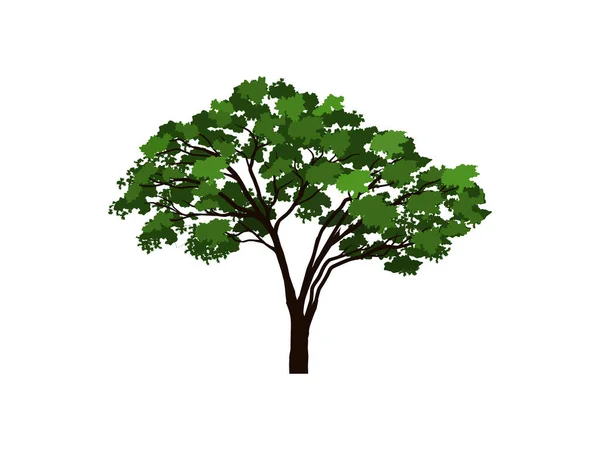 Afrikanska Acacia Träd Extraheras Och Isolerad Vit Bakgrund För Sammansättning — Stock vektor
