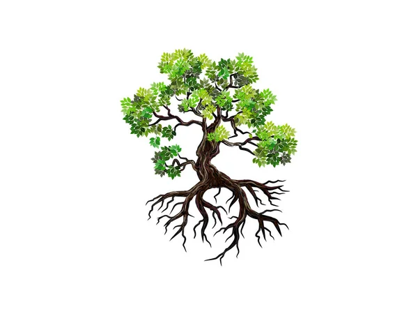 Alte Mangrovenbaum Vektorillustrationen — Stockvektor