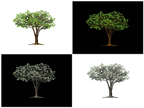 Набор Африканских Деревьев Acacia Извлеченных Изолированных Белом Черном Фоне — стоковый вектор