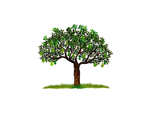 Avocadobaum Und Früchte Garten — Stockvektor