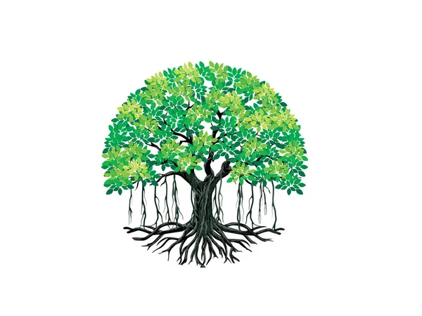 Ilustrasi Vektor Pohon Banyan Logo Pohon Dalam Bentuk Melingkar - Stok Vektor