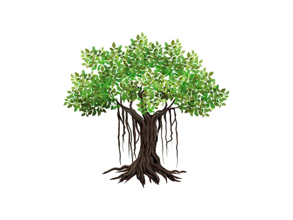 Banyan Drzewa Wektor Ilustracje Ręcznie Rysowane Sztuki Izolowane Białym — Wektor stockowy