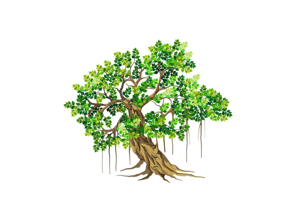 Ilustração Vetor Árvore Banyan Modelo Árvore Logotipo — Vetor de Stock