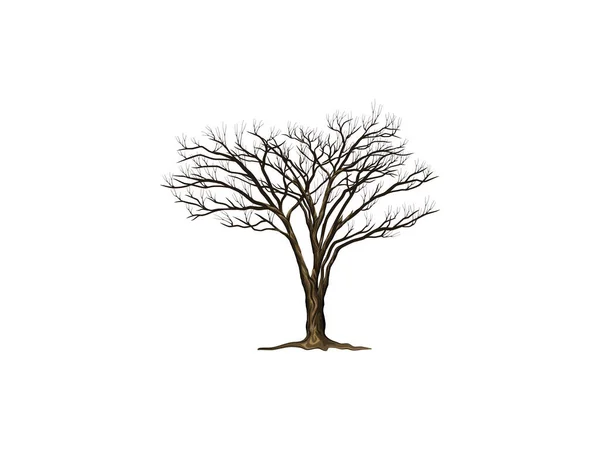Λεπτομερής Κλήρωση Χέρι Ξηρασία Δέντρο Ακακία Φορέας Που Απομονώνονται Λευκό — Διανυσματικό Αρχείο