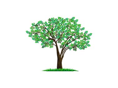 yeşil akçaağaç vektör çizimi