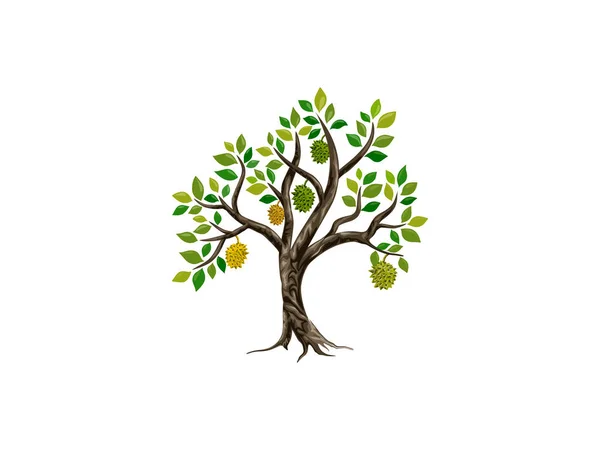 Durian ağacı. Ağaçtaki durian meyveleri