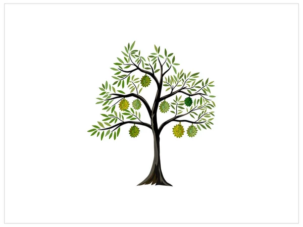 Durian Tree Avec Des Illustrations Vectorielles Fruits Durian Mûrs — Image vectorielle
