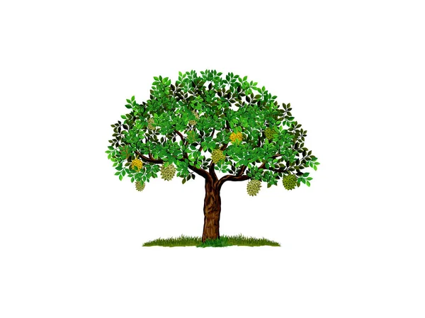 Дерево Дуриан Саду Иллюстрации Ручная Работа Стиле — стоковый вектор