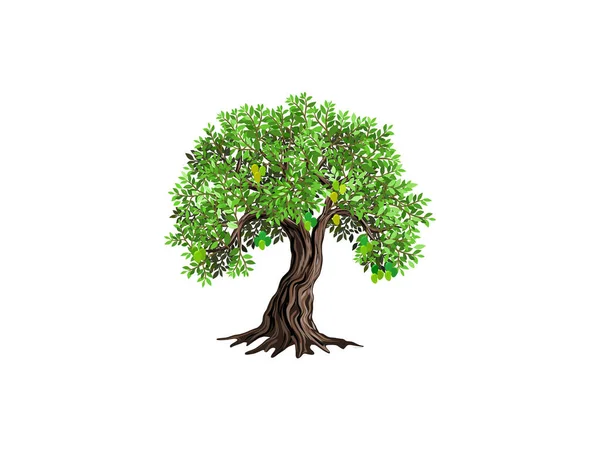 Mango Tree Fruits Vector Illustration — Stock Vector