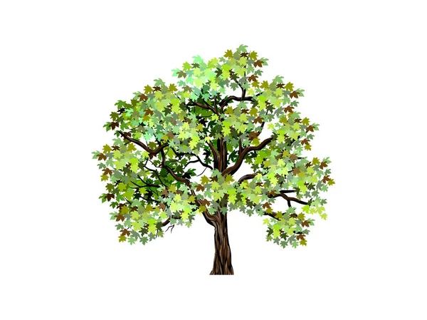 Krásný Zelený Javor Ručně Kreslené — Stockový vektor