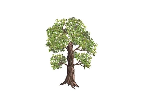 Tamarind Tree Vector Illustration Digital Hand Drawing Useful Element Design — Stock Vector