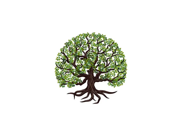 Stejar Copac Verde Rădăcini Frunze Pictograma Ilustrație Vectorială Izolată Fundal — Vector de stoc