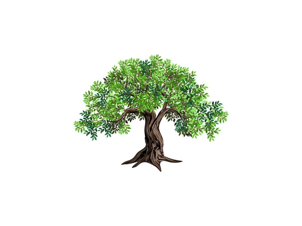 Ручной Рисунок Оливкового Дерева Хорошо Подходит Логотипа Печати — стоковый вектор