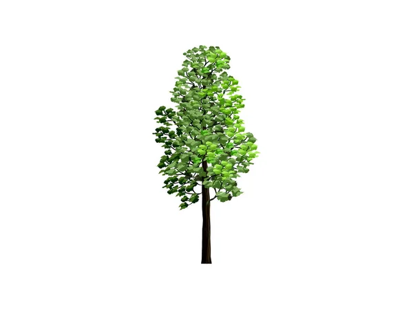 Redwood Tree Vektor Illustrationen Isoliert Auf Weiß — Stockvektor