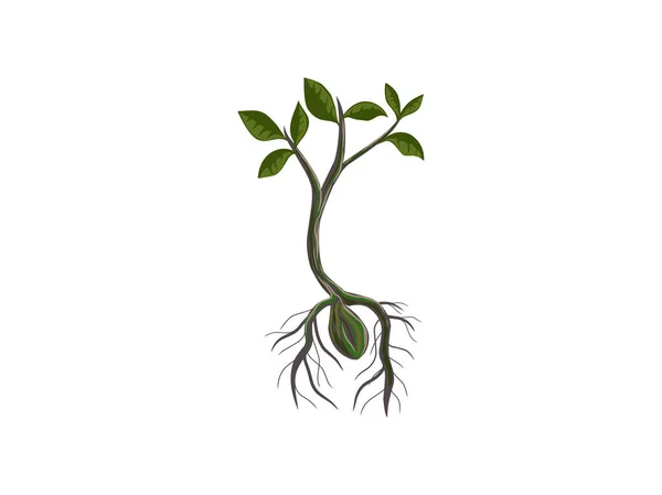 Growing Tree Seeds Vector Hand Drawing — Stock Vector