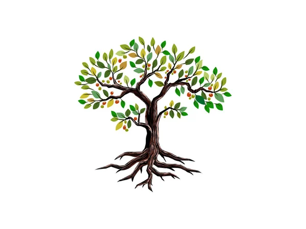 Bunte Obstbäume Und Wurzeln Vektorillustration — Stockvektor