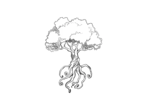 Ręka Rysunek Sztuka Drzewa Oliwnego Wektor Ilustracje — Wektor stockowy