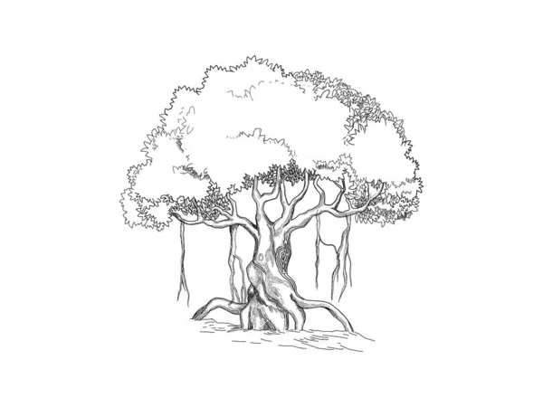 banyan ağaç çizgisi çizim stili. vektör izole.