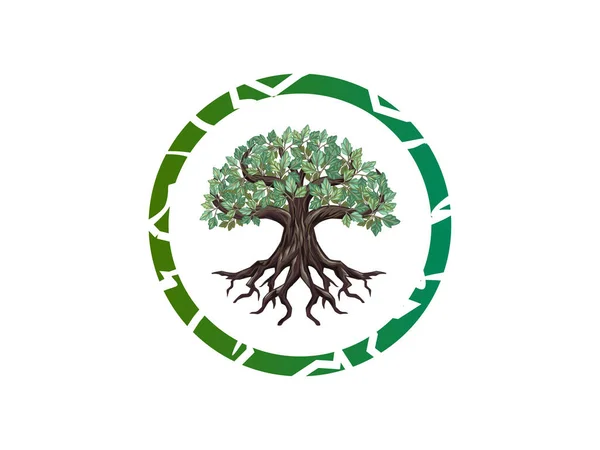 Logotipo Árvore Teca Com Conceitos Quadro Circular Marca Natural Símbolos — Vetor de Stock
