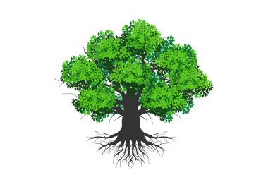 Zeytin ağacı logosu. Beyaz üzerine izole edilmiş kök simgesi vektörü olan dev ağaç.