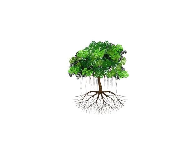Baumvektorillustration Wurzeln Des Banyan Baumes Mangrovenpflanze — Stockvektor