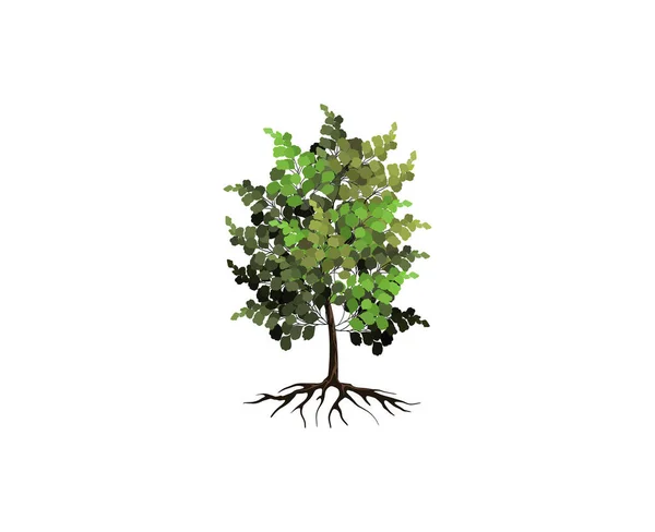 Χέρι Που Διάνυσμα Δέντρο Απομονωμένο Στυλ Υδατοχρώματος — Διανυσματικό Αρχείο