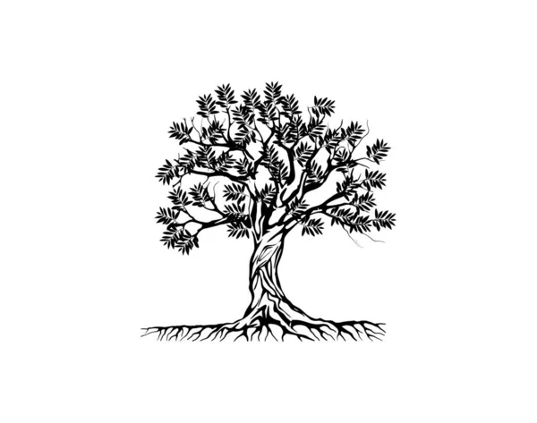 Olivový Strom Vektorové Ilustrace — Stockový vektor