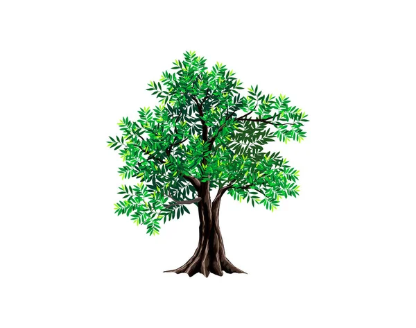 Tamarind Träd Vektor Illustration Isolerad Vit — Stock vektor