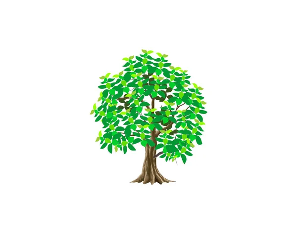 Teak Tree Vector Illustration — Stock Vector