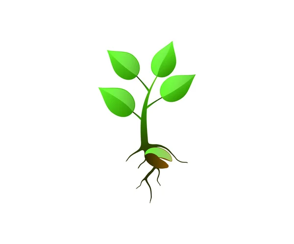 Eine Pflanzensamen Illustration Junge Baum Illustration Isoliert Auf Weißem Hintergrund — Stockvektor