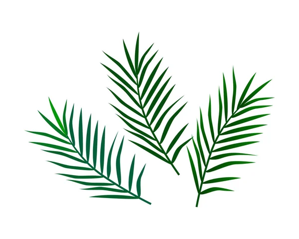 Gröna Palmblad Vektor Isolerad Färsk Natur Vektor — Stock vektor