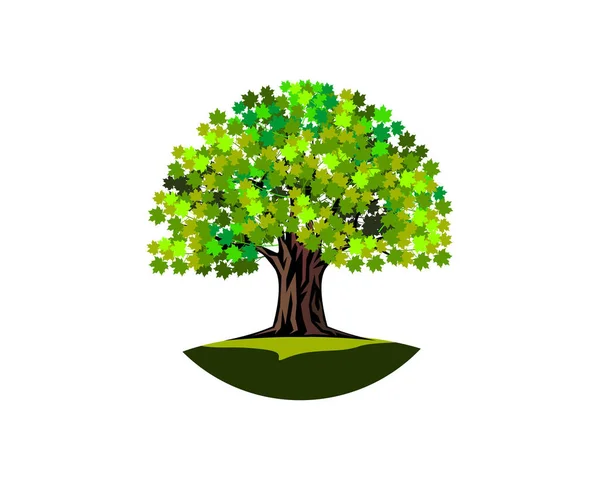 Zielony Klon Drzewo Wektor Obrazu Wielkie Drzewo Ilustracji Izolowane Białym — Wektor stockowy