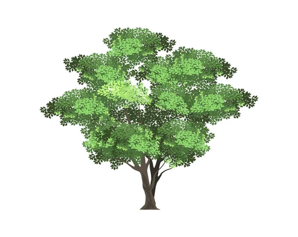 Olivträd Vektor Illustration Isolerad Stort Träd Med Rötter Livsträd — Stock vektor